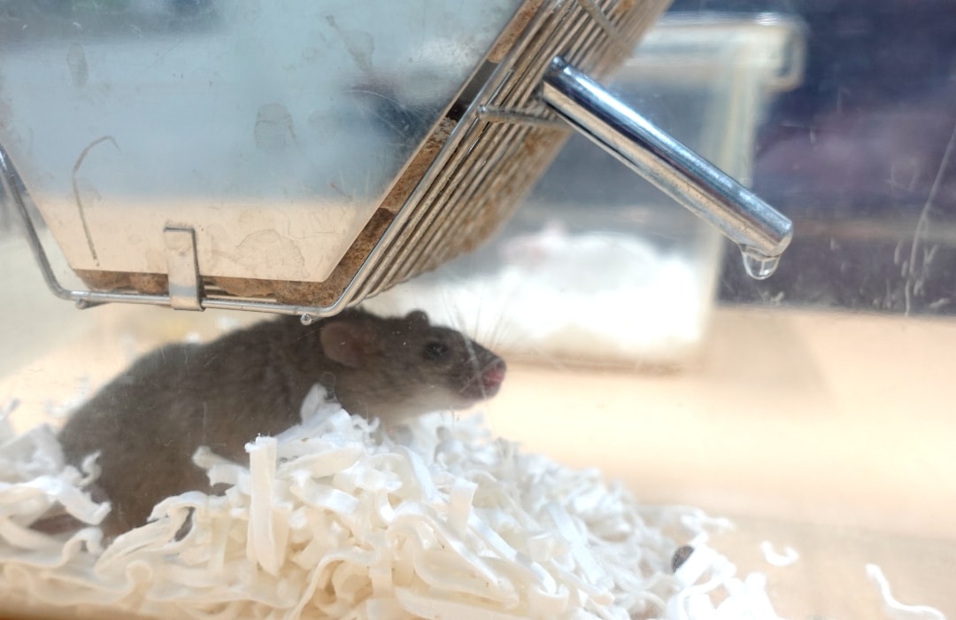 写真：実験用マウス